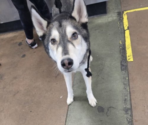 HONDO - Siberian Husky available for adoption