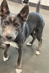 KIBA - Photo 1