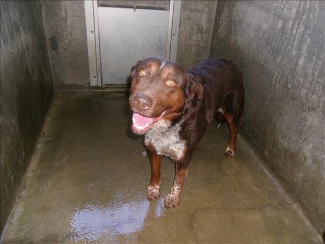 REX - Australian Shepherd available for adoption