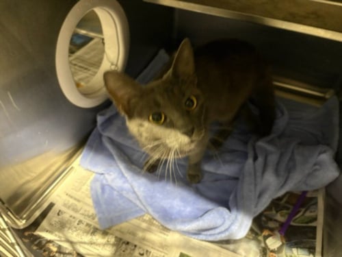 NANCY - Domestic Short Hair available for adoption