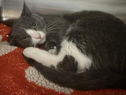 LUNA - American Shorthair for adoption in Santa Clarita