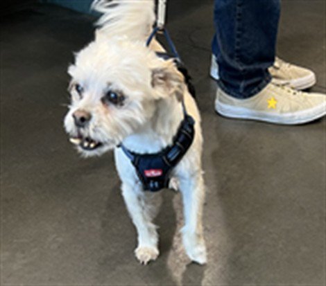 JAMES - Shih Tzu for adoption in Santa Clarita