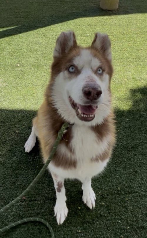 MAPLE - Husky available for adoption