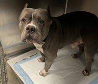 CAPONE - Photo 1