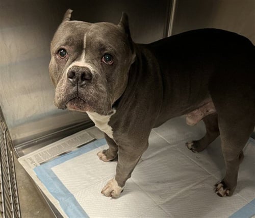 CAPONE - American Pit Bull Terrier available for adoption