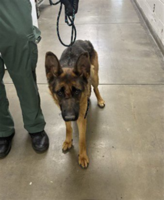 MISTY - German Shepherd Dog available for adoption