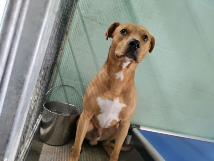 BUDDY - Pit Bull Terrier available for adoption