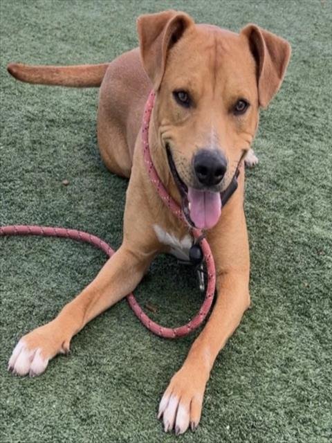 BUDDY - Pit Bull Terrier available for adoption