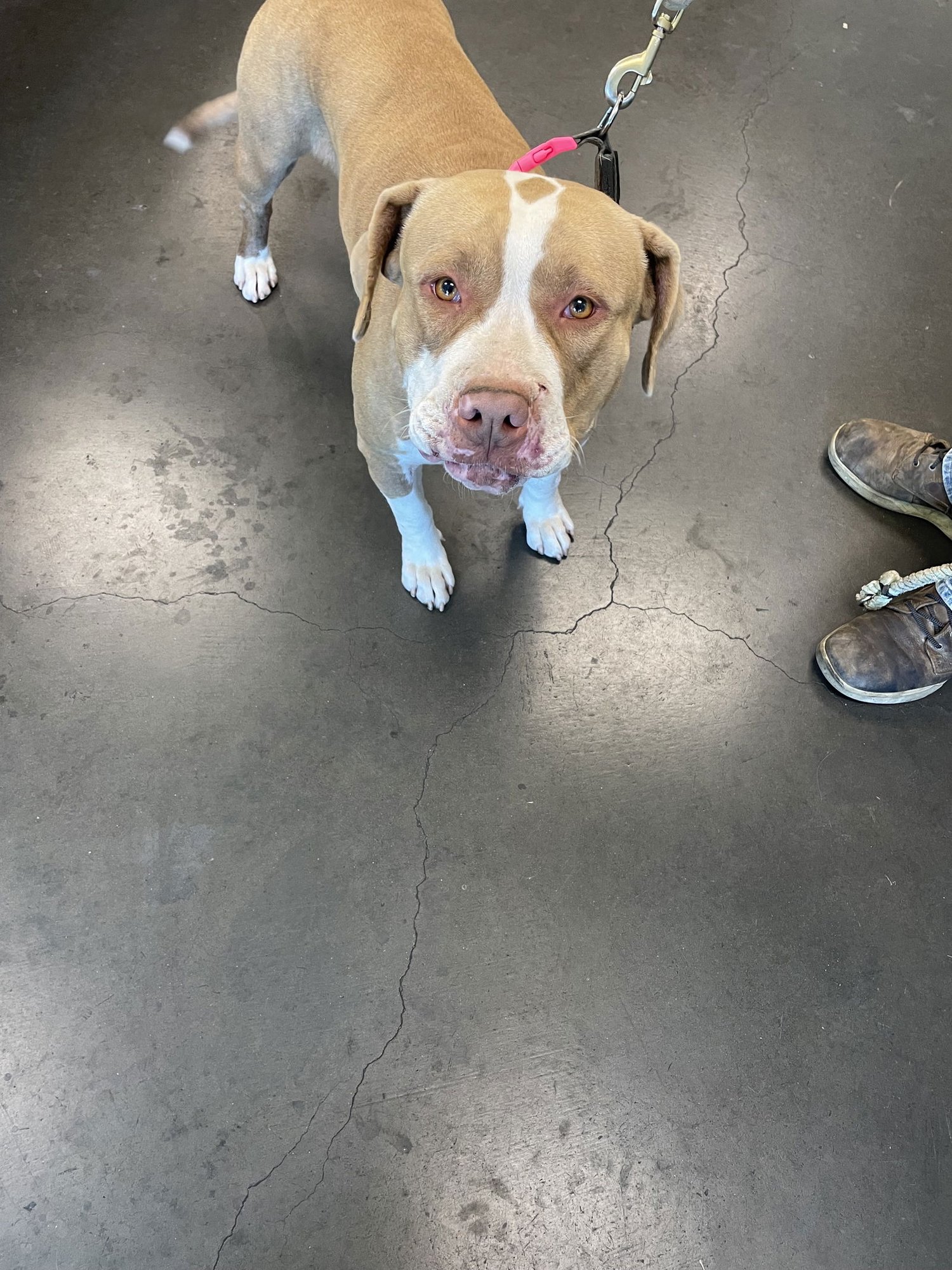 MORA - Pit Bull Terrier available for adoption