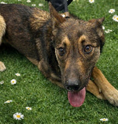 RACER - German Shepherd Dog available for adoption
