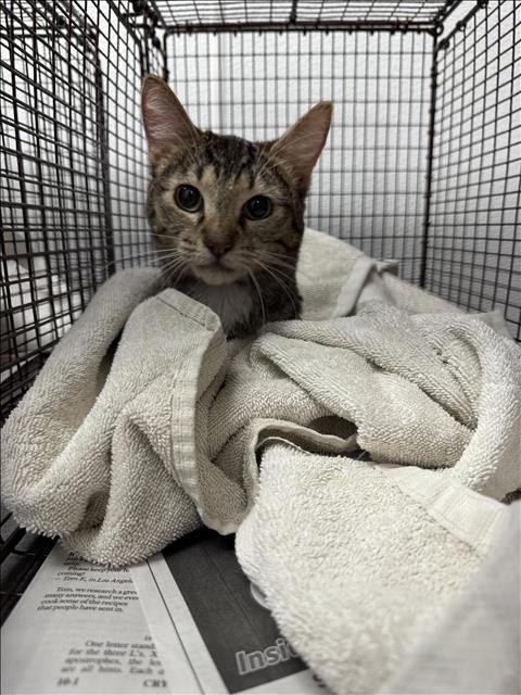 LUNA - Domestic Short Hair available for adoption