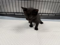 LICORICE - Photo 1
