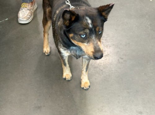 GINNY - Australian Cattle Dog/Blue Heeler available for adoption