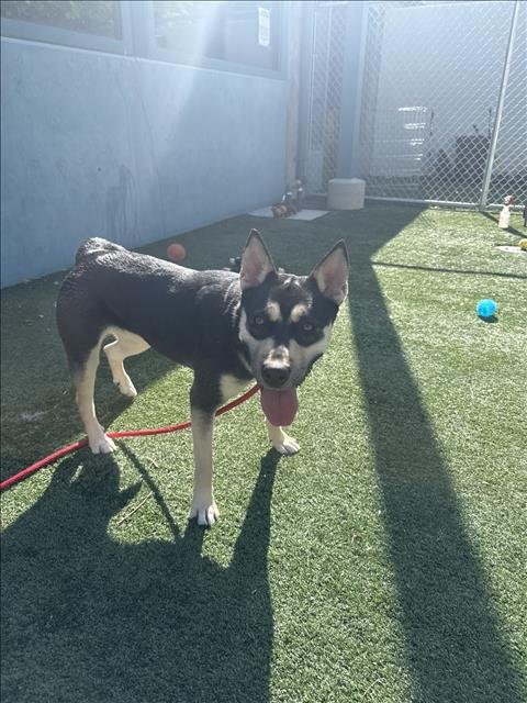 MOCHA - German Shepherd Dog / Siberian Husky available for adoption