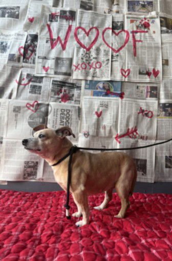 SHYLOW - Chihuahua available for adoption