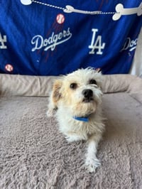 SCRUFFY - Photo 1