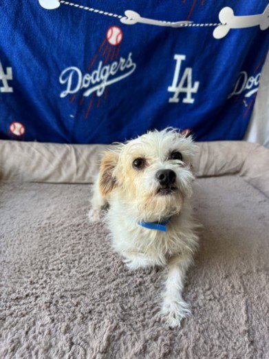 SCRUFFY - Parson Russell Terrier / Maltese available for adoption