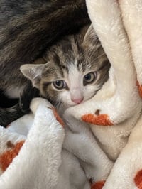 FAYE - Photo 1