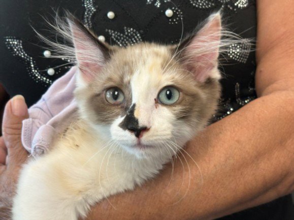 DOTTIE Image