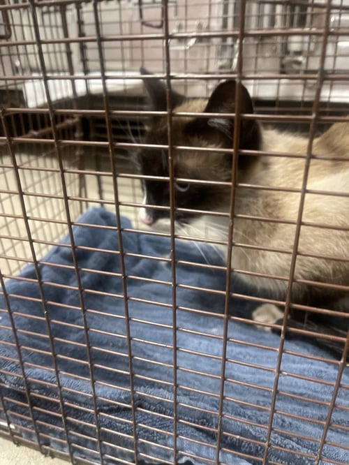 MOON - Domestic Short Hair available for adoption