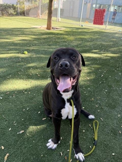 ARGOS - Cane Corso Mastiff available for adoption