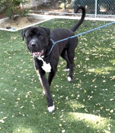 ARGOS - Cane Corso Mastiff available for adoption