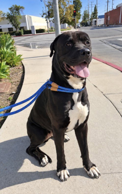 ARGOS - Cane Corso Mastiff available for adoption
