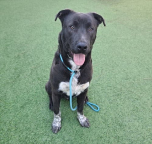 DEPUTY - Labrador Retriever available for adoption