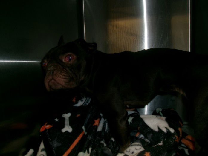 ELLA - French Bulldog available for adoption