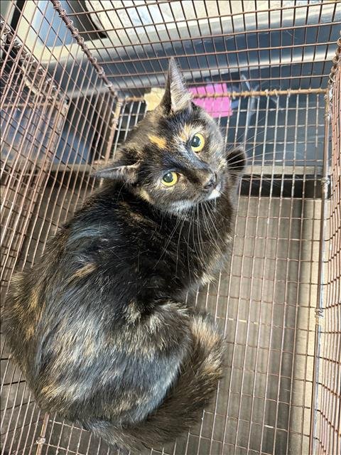 BERLIOZ - Domestic Short Hair available for adoption