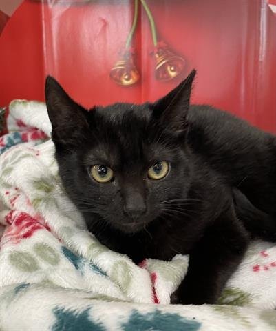 LICORICE - Domestic Short Hair for adoption in Santa Clarita