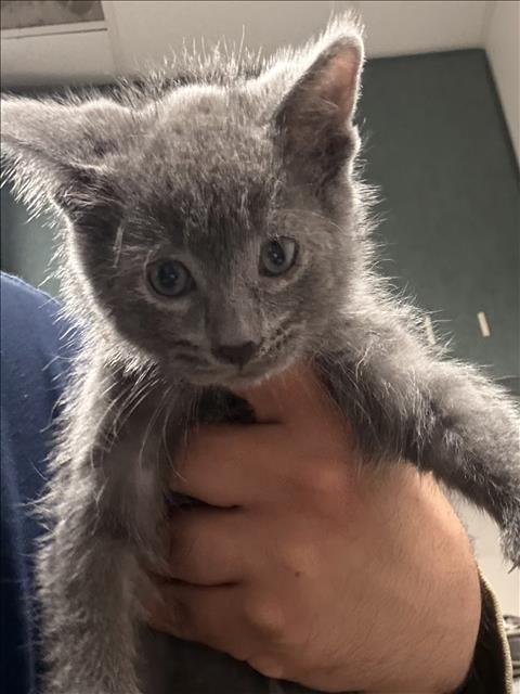 A2285228 - Domestic Short Hair available for adoption