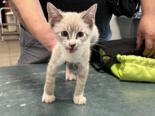 PUDDING - Domestic Short Hair available for adoption