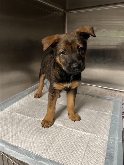 PIP - German Shepherd Dog available for adoption
