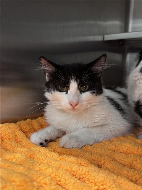 REESE - Domestic Short Hair for adoption in Santa Clarita