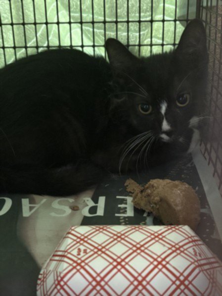 LILO - American Shorthair available for adoption