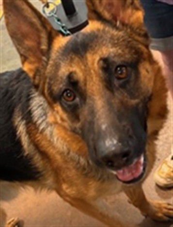 MALFOY - German Shepherd Dog available for adoption