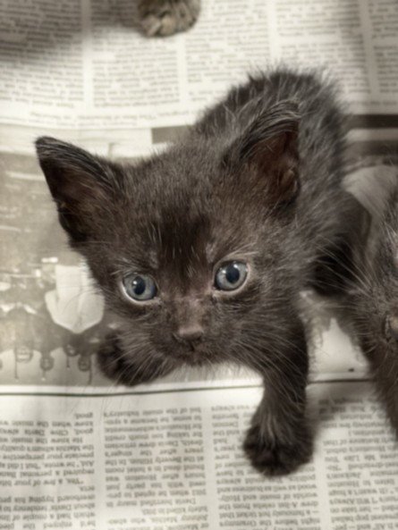 AMBER - Domestic Short Hair available for adoption
