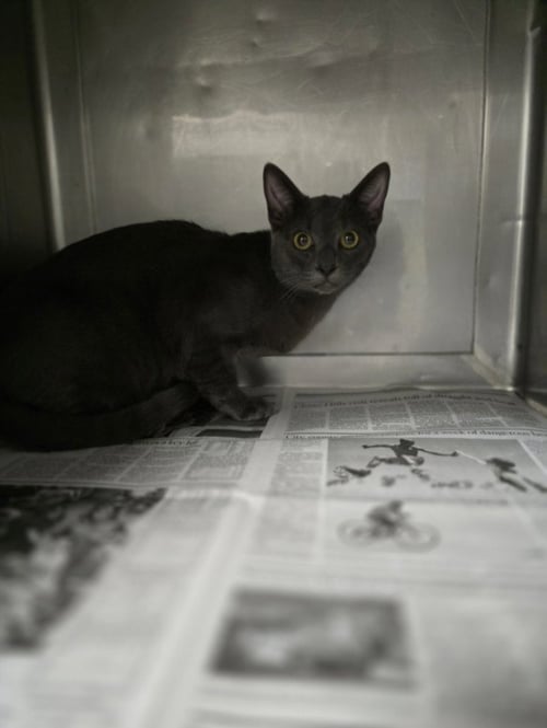 BADGER - Domestic Short Hair available for adoption