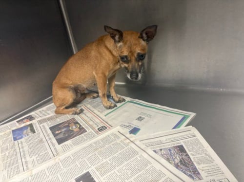 CHIQUITA - Chihuahua available for adoption