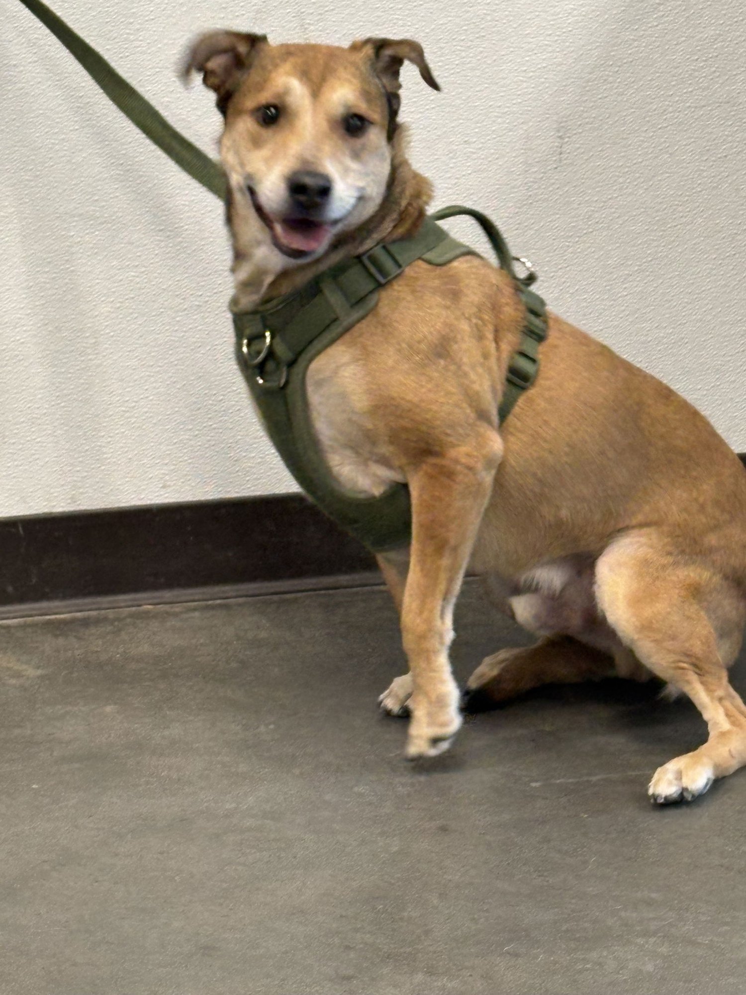 EARL - German Shepherd Dog available for adoption