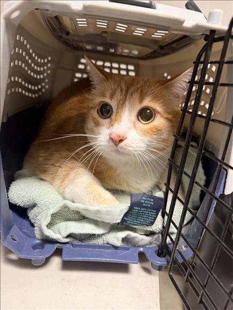 ADORI - Domestic Short Hair available for adoption