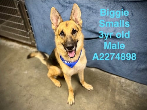 BIGGIE SMALL - German Shepherd Dog available for adoption