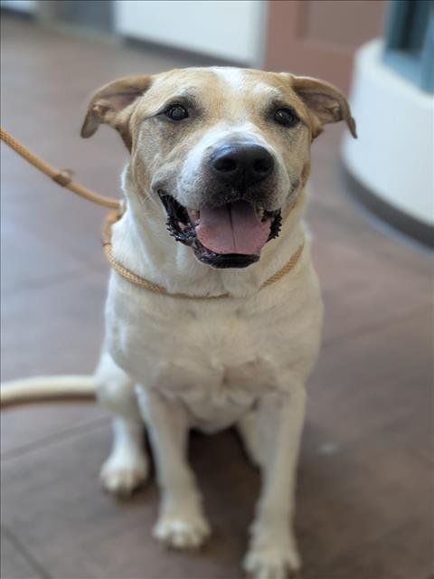 YAGER - Saint Bernard / Pit Bull Terrier available for adoption