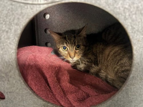 LINKS - Domestic Short Hair for adoption in Santa Clarita