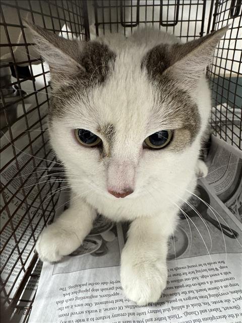 PIA - Domestic Short Hair available for adoption