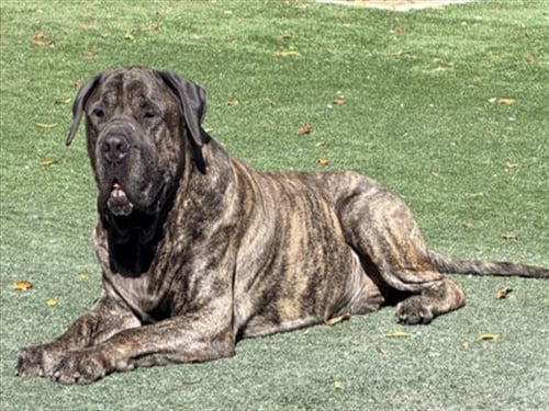 APOLLO - Presa Canario available for adoption