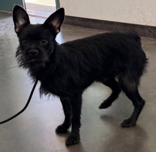 SABBATH - Scottish Terrier Scottie / Wheaten Terrier available for adoption