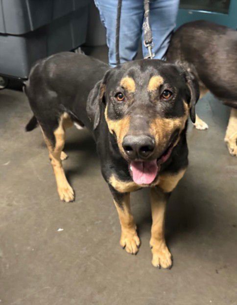 MAX - German Shepherd Dog / Rottweiler available for adoption