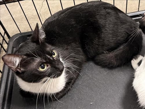 ROLO - Domestic Short Hair for adoption in Santa Clarita
